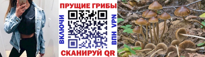 Галлюциногенные грибы GOLDEN TEACHER  Купить  Михайловка 